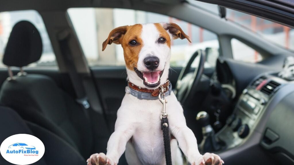 How to Keep a Car Cool for Dogs - Auto Fix Blog