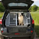 How to Keep a Car Cool for Dogs - Auto Fix Blog