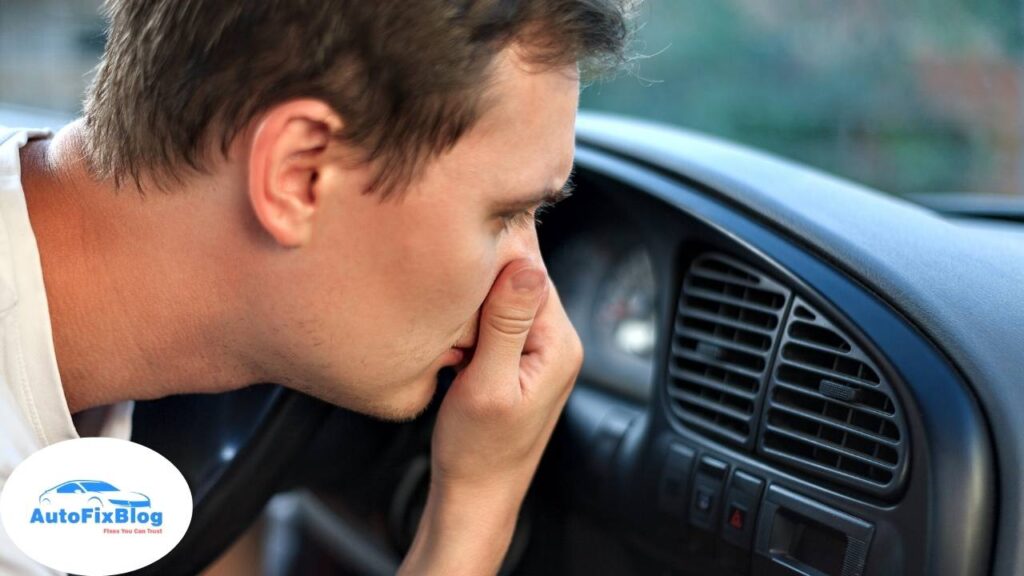 How to Get Skunk Smell Out of Car? - Auto Fix Blog